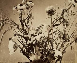 Flowers, from the series "Fleurs photographiées"