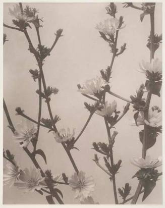 Untitled (Cichorium intybus, Chicory, Succory)