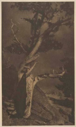 Dying Cedar, published in "Camera Work," No. 25, January 1909