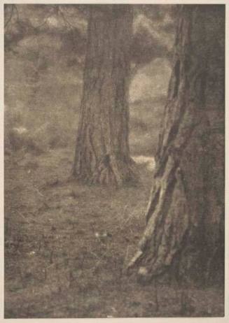 Under the Pines, published in "Camera Work," No. 6, April 1904