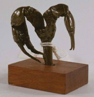 Abrammuo: Pair of crayfish claws