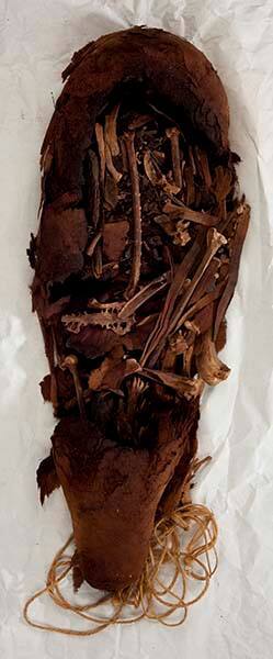 Mummified Ibis