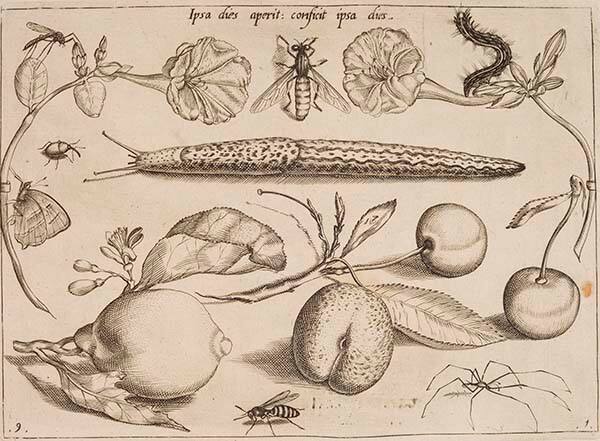 Ipsa dies aperit: conficit ipsa dies. (One day brings forth [a flower], and the same day ends it [on the flower].), part I, plate 9, from "Archetypa studiaque patris Georgii Hoefnagelii"