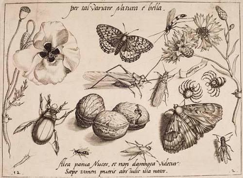 Per tal variare Natura e bella. (Through such variety nature is beautiful.) Alea parva Nuces, et non damnosa videtur: Saepe tamen pueris abstulit illa nates. (Gambling with nuts is thought a harmless game; but it has often raised the boys’ buttocks [=boys have been beated on the buttocks]), part II, plate 12, from "Archetypa Studiaque Patris Georgii Hoefnagelii"