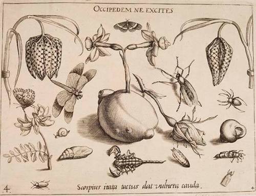 Octipedem ne excites. (Don’t wake an eight-foot [on the scorpion]) Scorpius irata tactus dat vulnera cauda. (When it is touched, the scorpion inflicts wounds with its irate tail.), part IV, plate 4, from "Archetypa Studiaque Patris Georgii Hoefnagelii"