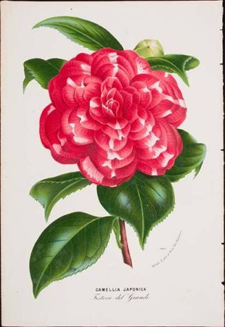 Camellia Japonica, Festiva del Grande