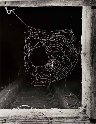 Spider Web in Stables