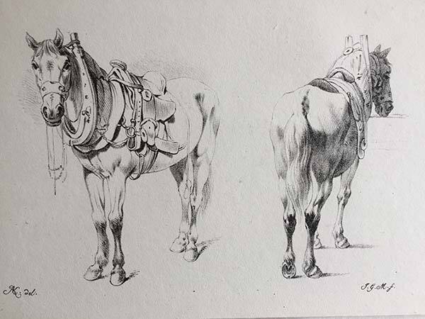 Two Draft Horses