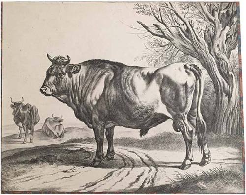 Der Zuchtstier (The Breeding Bull)