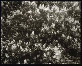 Horse Chestnut Trees in Bloom (The Photographer's Studio)