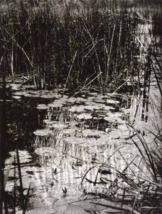 Nénuphars (Water Lilies), from the portfolio "Paris and Environs"