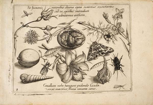 Ne humanis rationibus divina opera curiosius excutiamus sed ex operibus manuducti admiremur artificem. (Let us not investigate God’s works inquisitively using human reasoning; but, guided by the works, let us admire instead the artist.) Cervellum nobis frangunt gridando Cicadae: Vexat mastinos Musca tavana canes. (The cicadas shatter our brains with their chirping; a horsefly can harass blood-hounds [on the fly].), part III, plate 9, from "Archetypa studiaque patris Georgii Hoefnagelii"