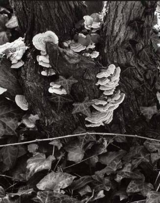 Fungus, from "Portfolio II, The Garden"