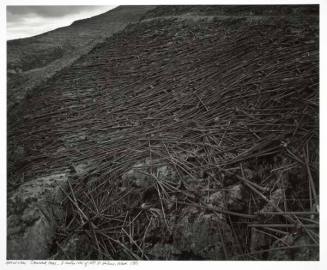 Aerial View: Downed Trees, near Mt. St. Helens
