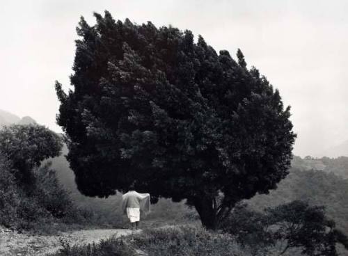 Tree in Yalalag, Mexico