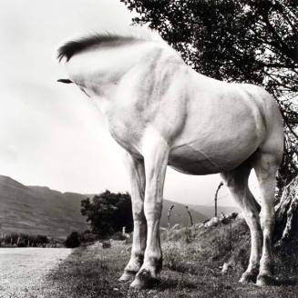 White Horse, Donegal, Ireland, No. 1 from the series "Yeats Project," from the portfolio "Alen MacWeeney"