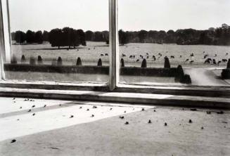 Flies in the Window, Castletown House, Ireland, No. 4 from the series "Yeats Project," from the portfolio "Alen MacWeeney"