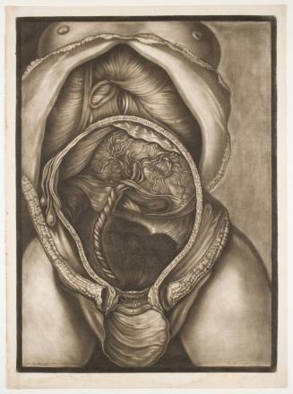 Demonstrations of a Pregnant Uterus of a Woman at Her Full Term, plate V