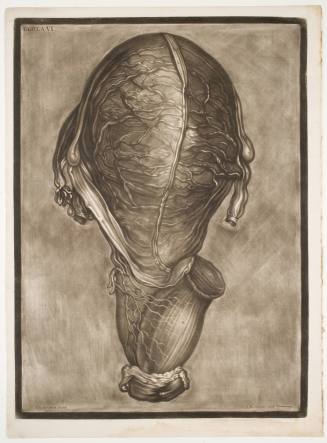 Demonstrations of a Pregnant Uterus of a Woman at Her Full Term, plate VI