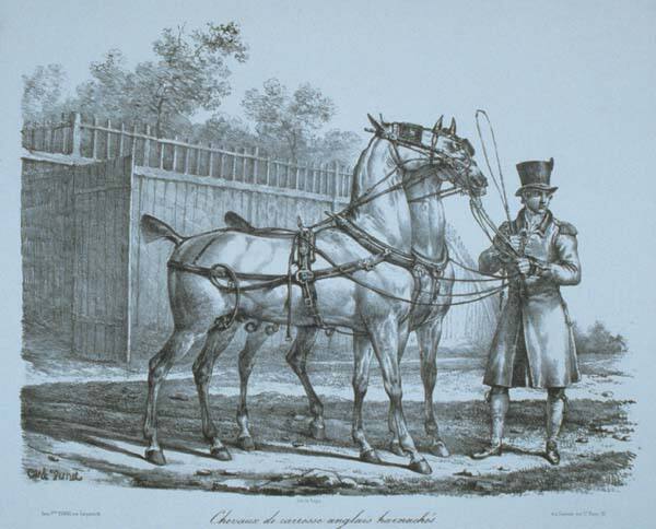 English Carriage Horses in Harness