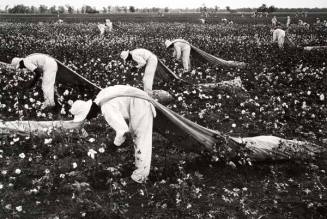 Cotton Pickers, Ferguson Unit, from the series "Conversations with the Dead," from the portfolio "Danny Lyon"