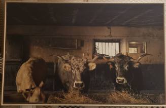 Vacas Tudancas