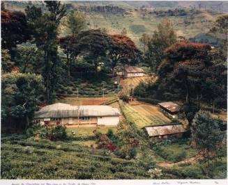Somerset Tea Plantations and Flame Trees in the Jungle, Sri Lanka