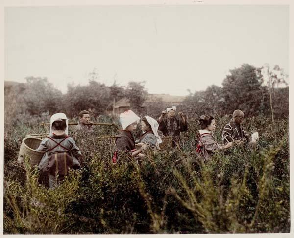 Tea Gathering