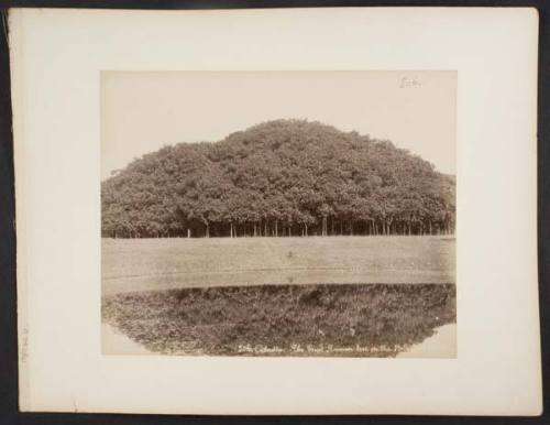 The Great Banian Tree in the Botanical Gardins, Calcutta, from "Travel Album"