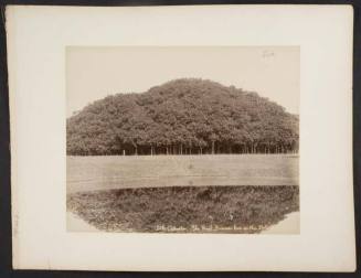 The Great Banian Tree in the Botanical Gardins, Calcutta, from "Travel Album"