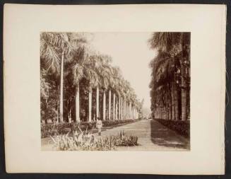 Avenue of the Palm Trees at the Botanical Garden, Calcutta, from "Travel Album"