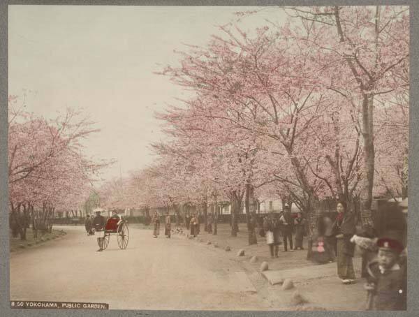 Yokohama Public Garden with Cherry Trees