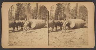 Logging In Northern California, from the series "Stereoscopic Views"