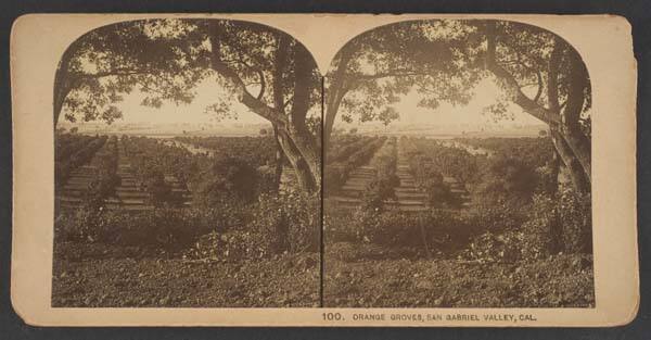 Orange Groves, San Gabriel Valley, CA, from the series "Stereoscopic Views"
