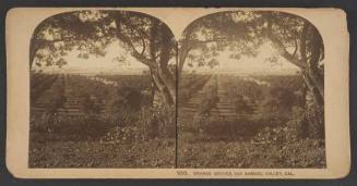 Orange Groves, San Gabriel Valley, CA, from the series "Stereoscopic Views"