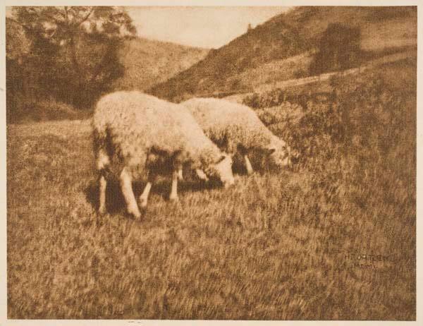 Sheep, published in "Camera Work," No. 13, January 1906