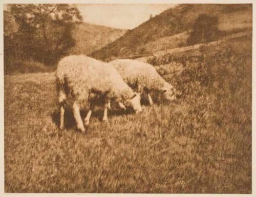 Sheep, published in "Camera Work," No. 13, January 1906