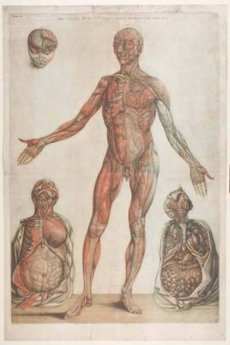 Three Echorché Figures, plate II from "Charles-Nicolas Jenty, Humanae Structurae Demonstrationes"