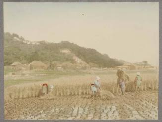 Harvesting a Rice Plantation