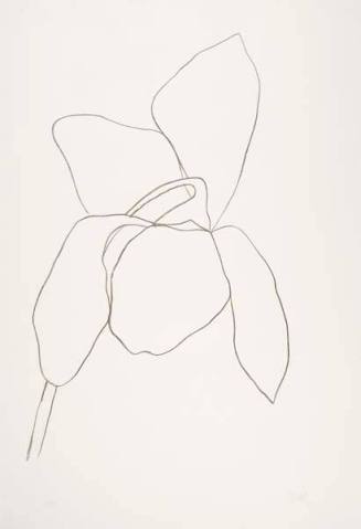 Cyclamen (I or II), from the "Suite of Plant Lithographs"