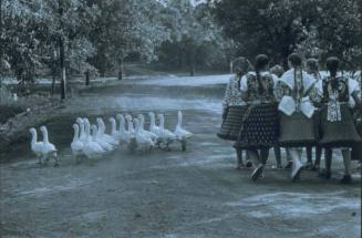 Geese, Hungary