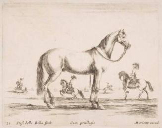 A Horse, from the series "Diversi Animali"