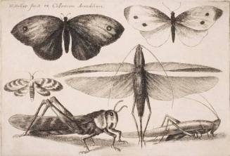 Six Insects, plate 2 from the series "Muscarum, scarabeorum vermiumque varie figure & formae"