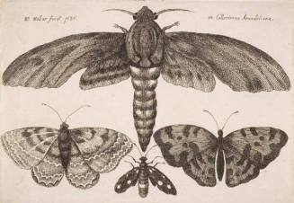 Moth and Three Butterflies, plate 3 from the series "Muscarum, scarabeorum vermiumque varie figure & formae"