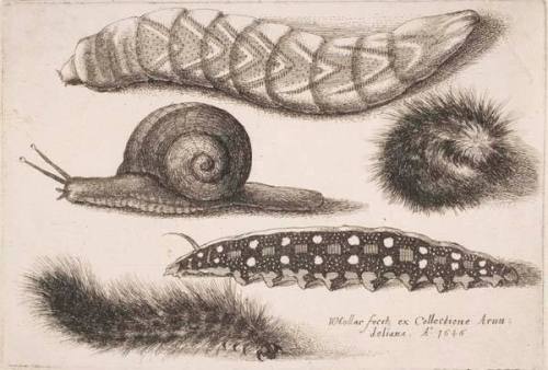 Four Caterpillars and a Snail, plate 4 from the series "Muscarum, scarabeorum vermiumque varie figure & formae"