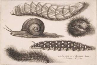 Four Caterpillars and a Snail, plate 4 from the series "Muscarum, scarabeorum vermiumque varie figure & formae"