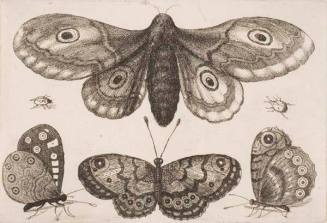 A moth, three butterflies, and two beetles, plate 5 from the series "Muscarum, scarabeorum vermiumque varie figure & formae"