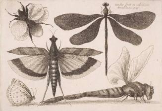 Dragonflies and a Bumble Bee, plate 6 from the series "Muscarum, scarabeorum vermiumque varie figure & formae"