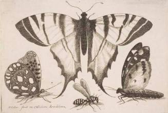 Three Butterflies and a Wasp, plate 7 from the series "Muscarum, scarabeorum vermiumque varie figure & formae"