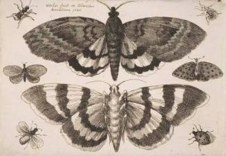 Two Moths and Six Insects, plate 8 from the series "Muscarum, scarabeorum vermiumque varie figure & formae"